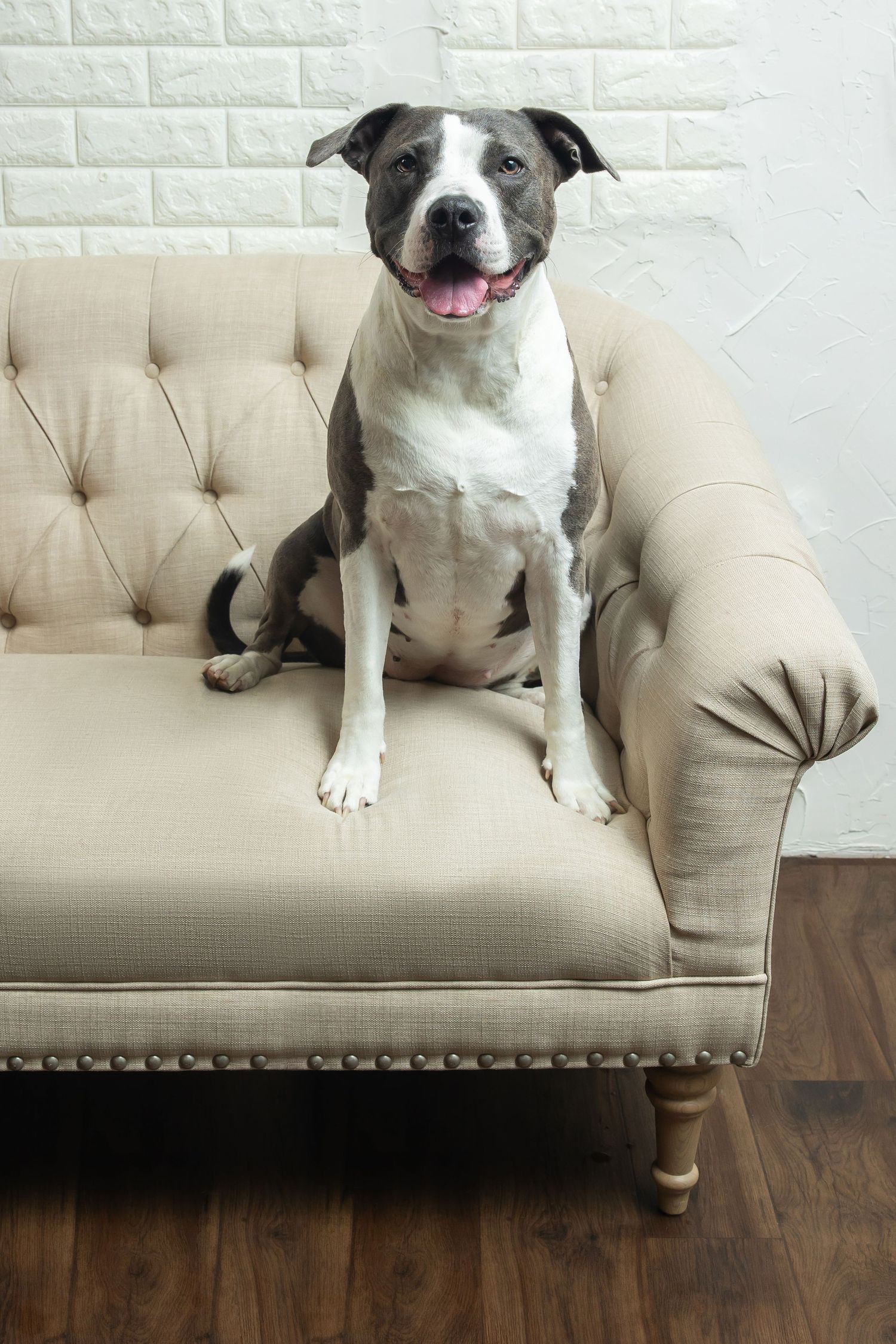 A happy gray and white pit bull dog sitting on a beige tufted sofa against a white brick wall.
