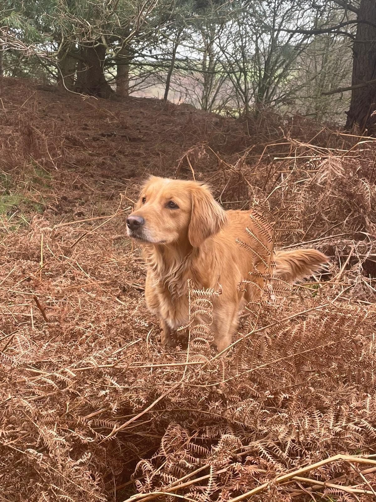 Golden Retriever