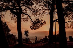 Silhouette of a person among tall pine trees at golden sunset with mountain valley view below.