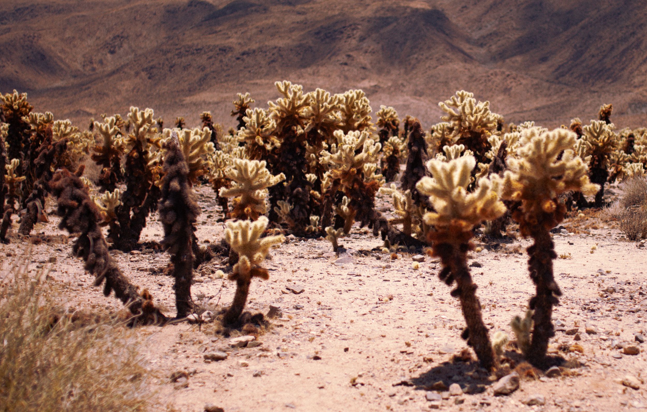 Joshua tree national park California adventure photo shoot
