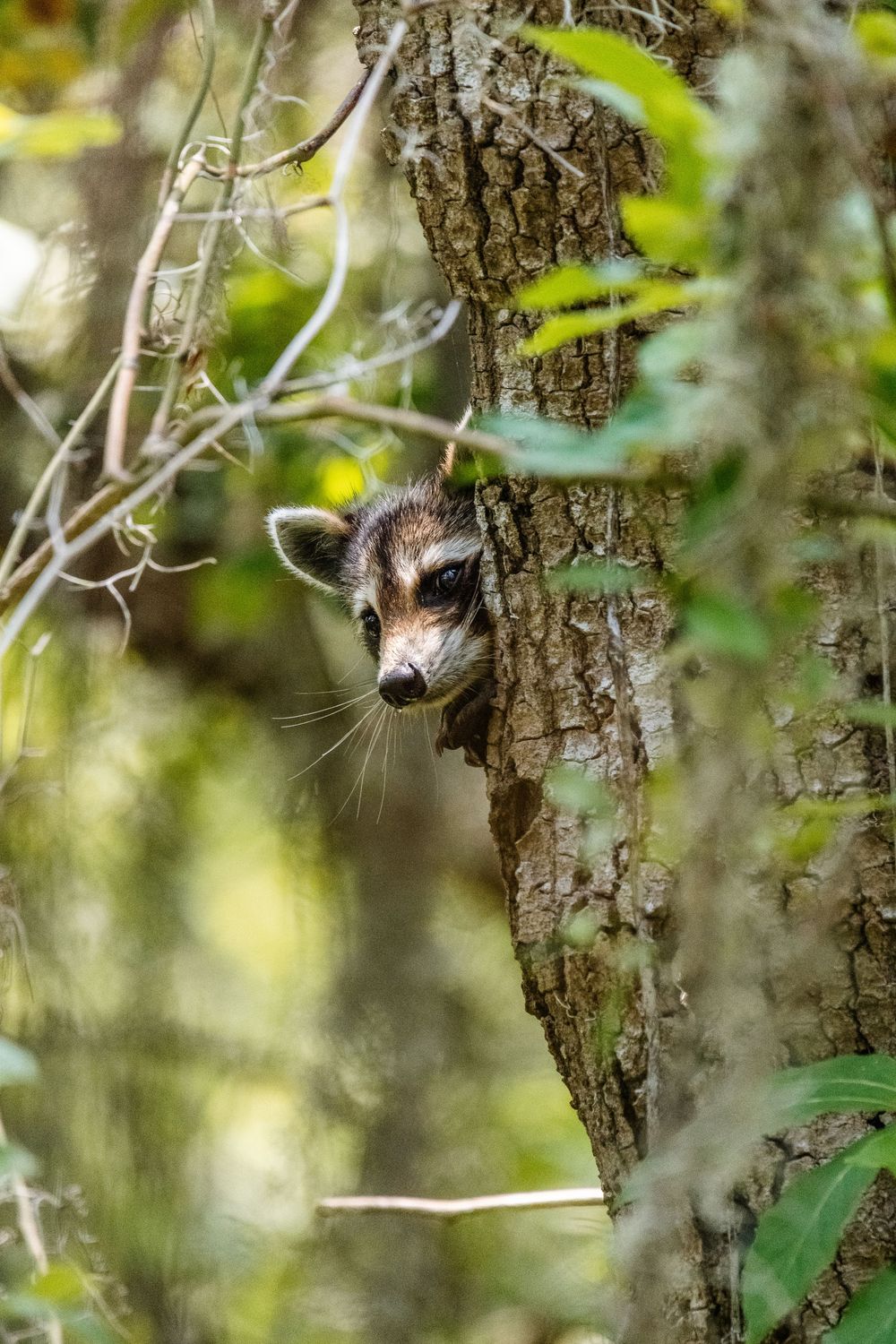A curious raccoon peeks out from behind a tree trunk in a lush forest setting.