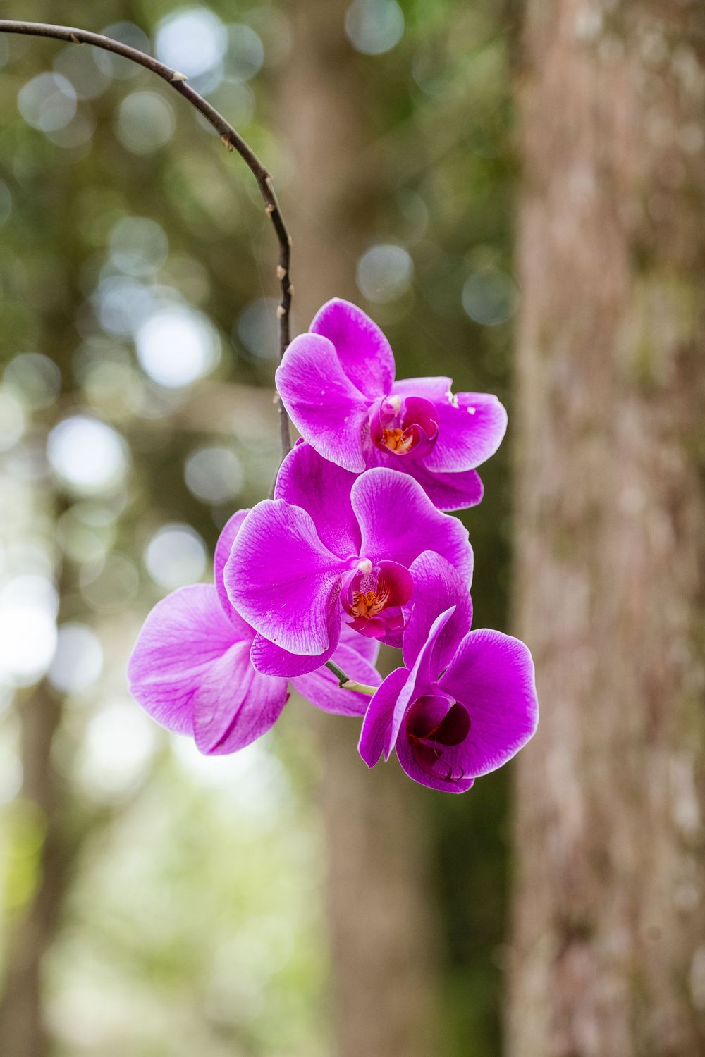 Vibrant pink orchid flowers bloom against a soft bokeh forest background with sunlit tree trunks.