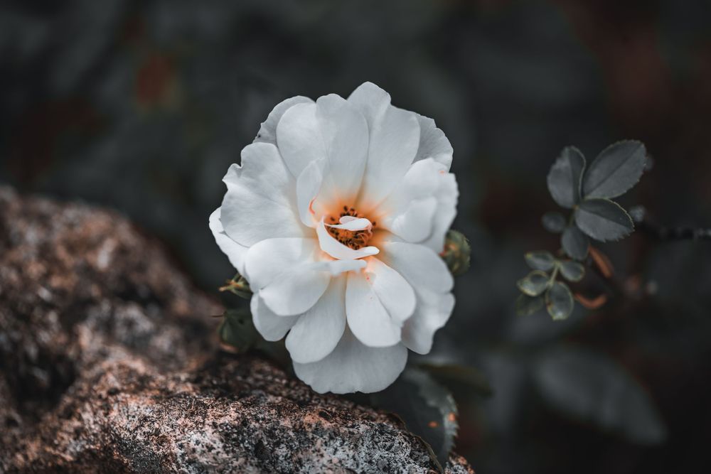 A pristine white rose with ruffled petals blooms against a dark textured stone background.