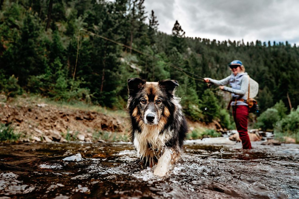 A border collie wades through a rocky river while a fly fisherman casts a line in a forested mountain stream.