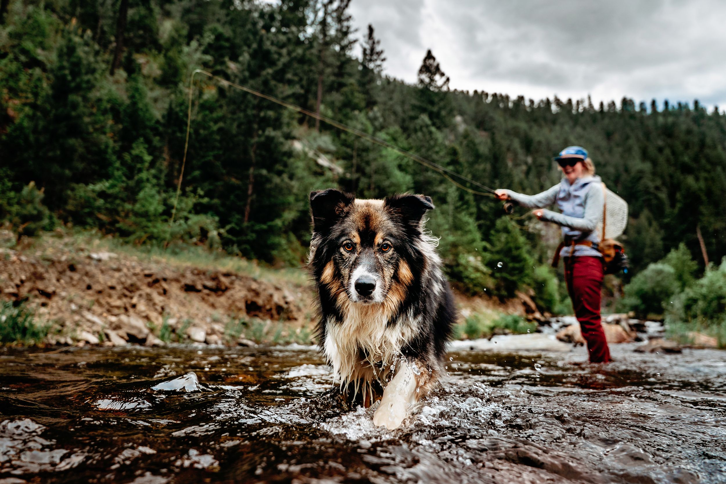 A border collie wades through a rocky river while a fly fisherman casts a line in a forested mountain stream.