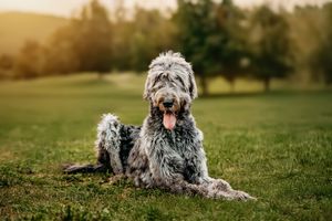 A grey Irish Wolfhound lounges in a grassy field during golden hour.