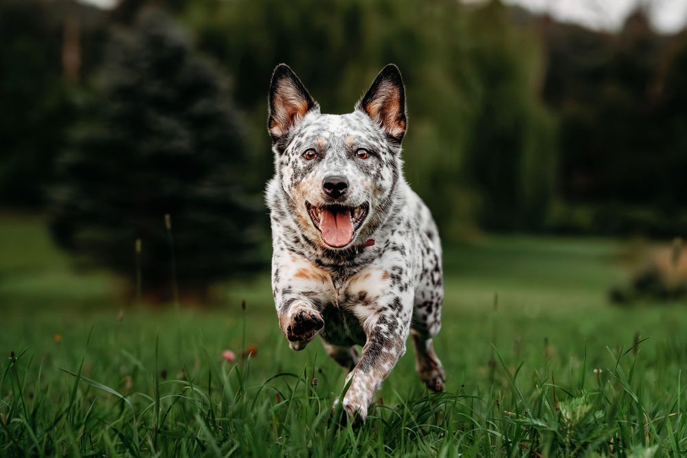 Spotted dog running and playing in green grass field.