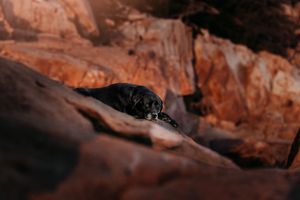 A black dog lies resting on a large orange rock, surrounded by warm-toned rugged cliffs in soft golden light.