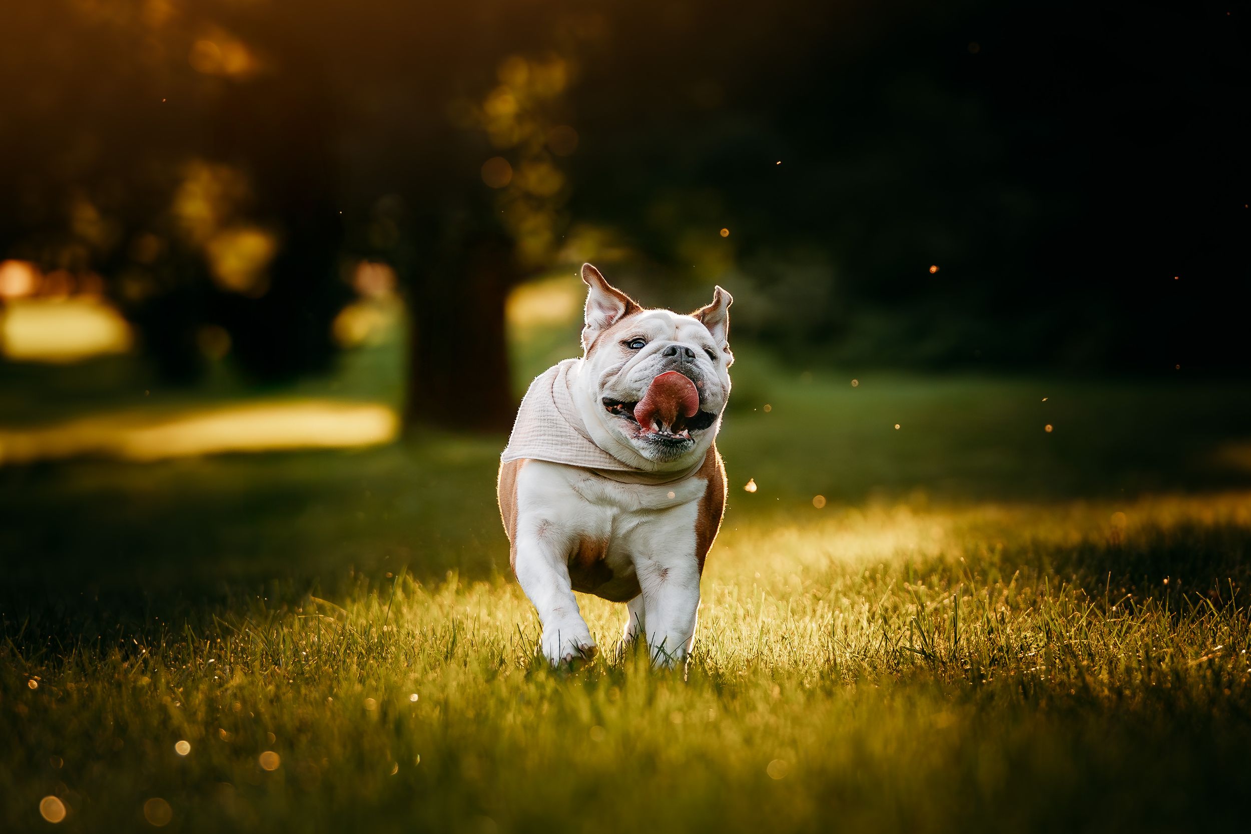 A happy English Bulldog runs through a sunlit grassy park, mouth open and tongue out in pure joy.