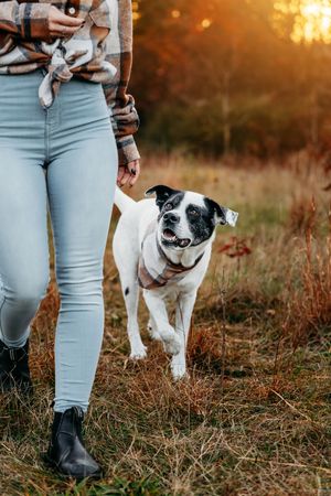 Black and white dog running through autumn field at golden hour.