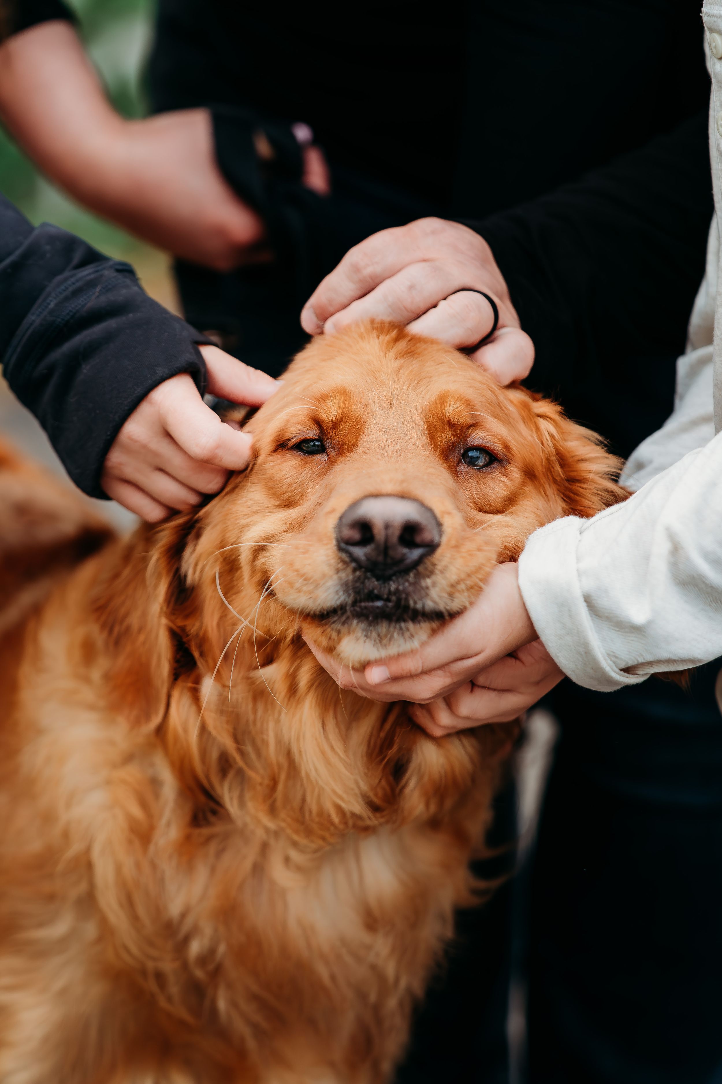 A golden retriever receiving affectionate pets from multiple hands while being photographed in close-up.
