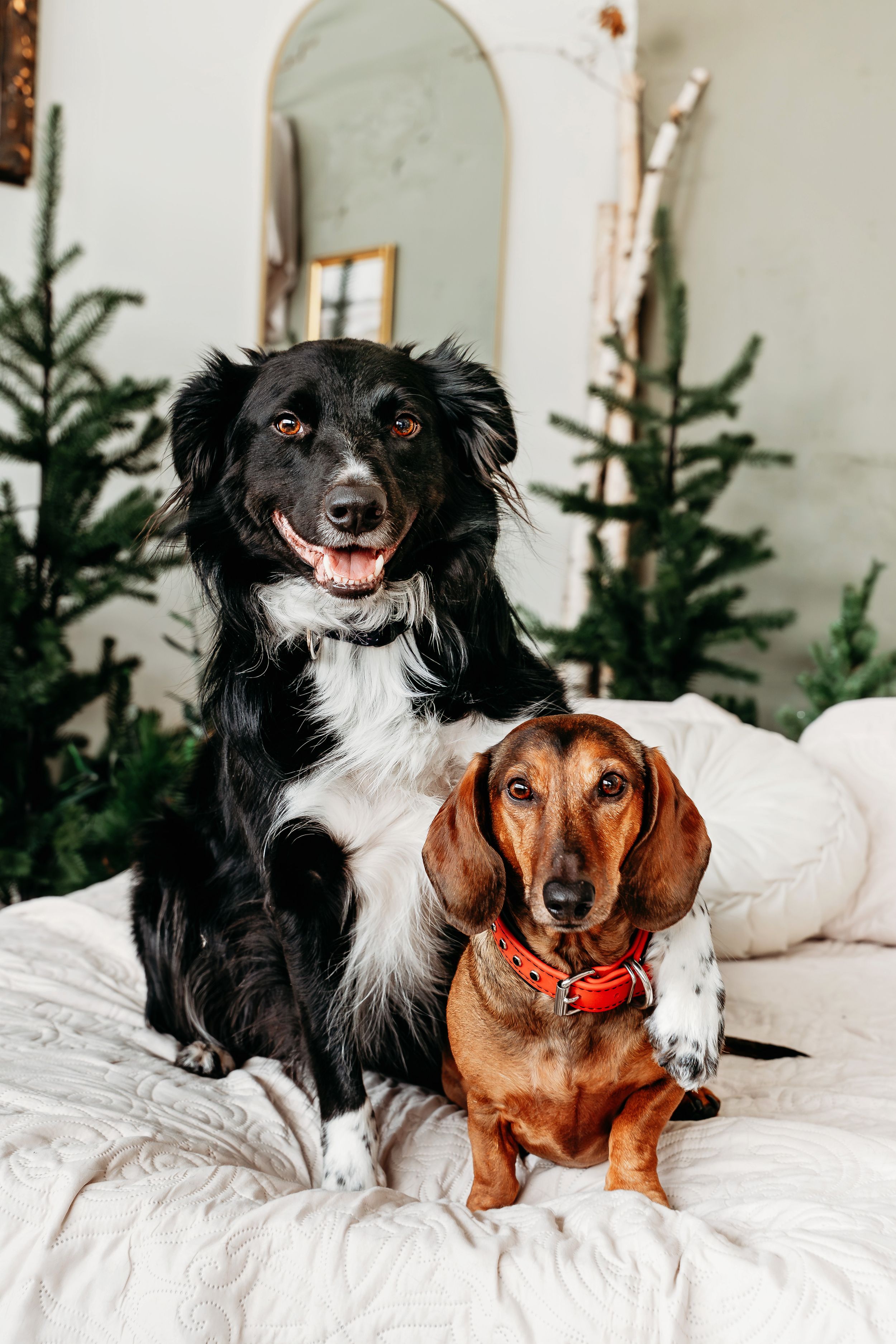 Two dogs, a black and white Border Collie mix and brown Dachshund, snuggle together on white bedding with Christmas trees behind.