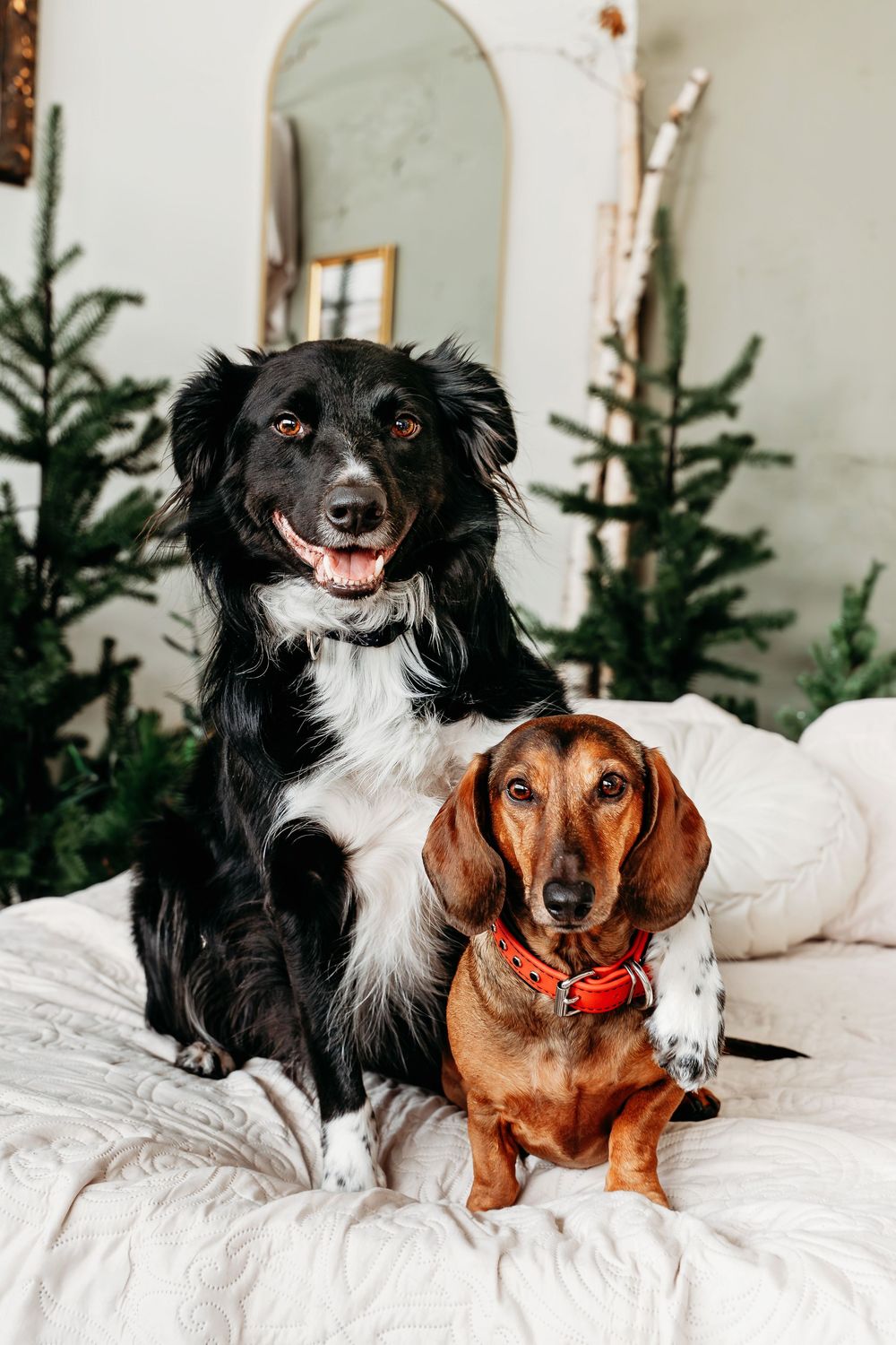 Two dogs, a black and white Border Collie mix and brown Dachshund, snuggle together on white bedding with Christmas trees behind.