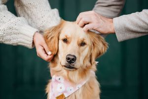 golden retriever, buffalo ny, pet photography, pet photographer