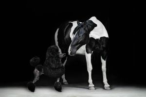 Black and white portrait of dogs and their owners' feet against dark background.