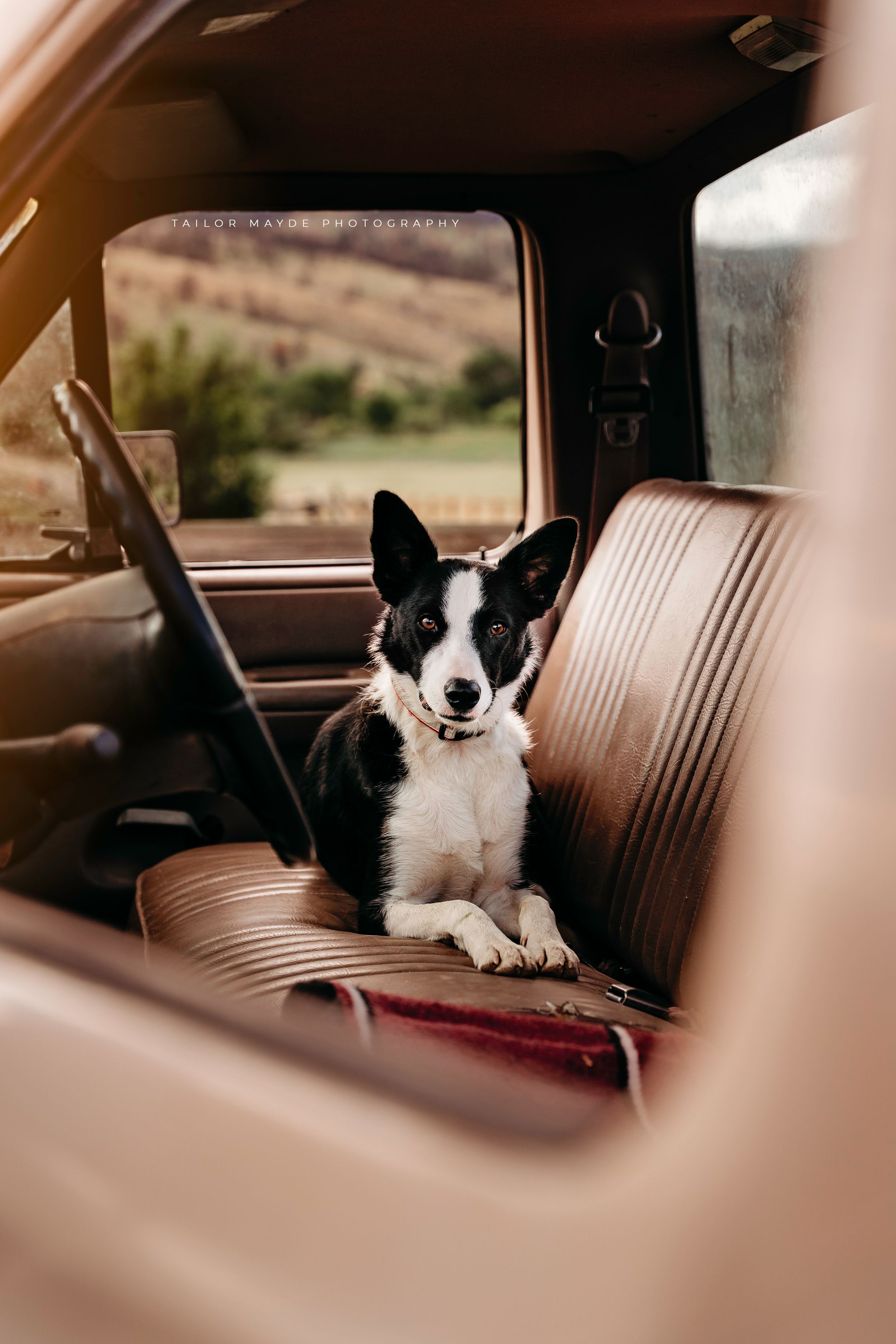 A black and white Border Collie sits on a vintage truck bench seat, viewed through the open window.