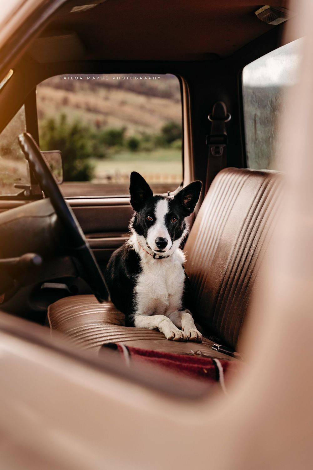 A black and white Border Collie sits on a vintage truck bench seat, viewed through the open window.