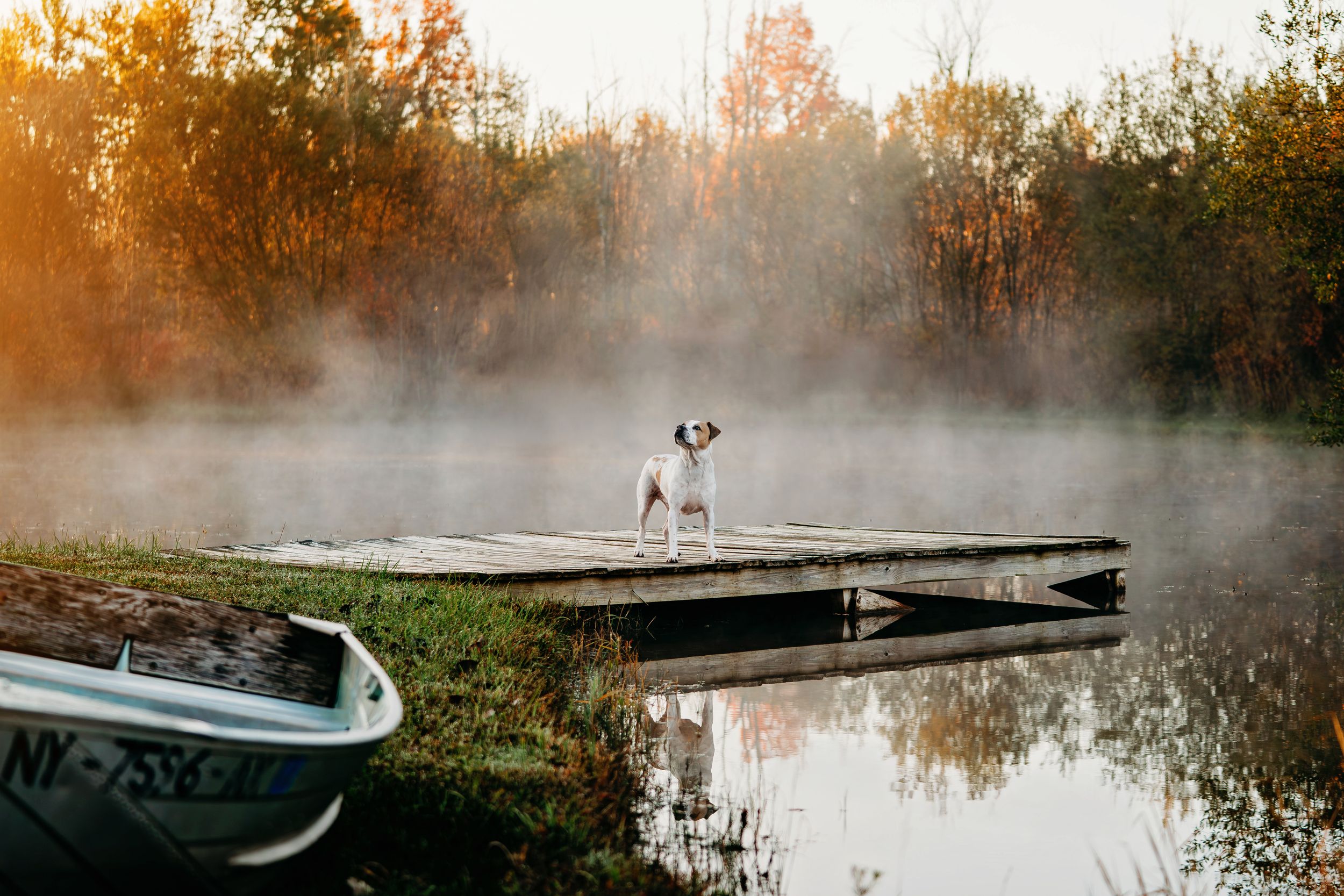 A white and brown dog stands on a wooden dock beside a misty lake surrounded by golden autumn trees, with a small boat in the foreground.