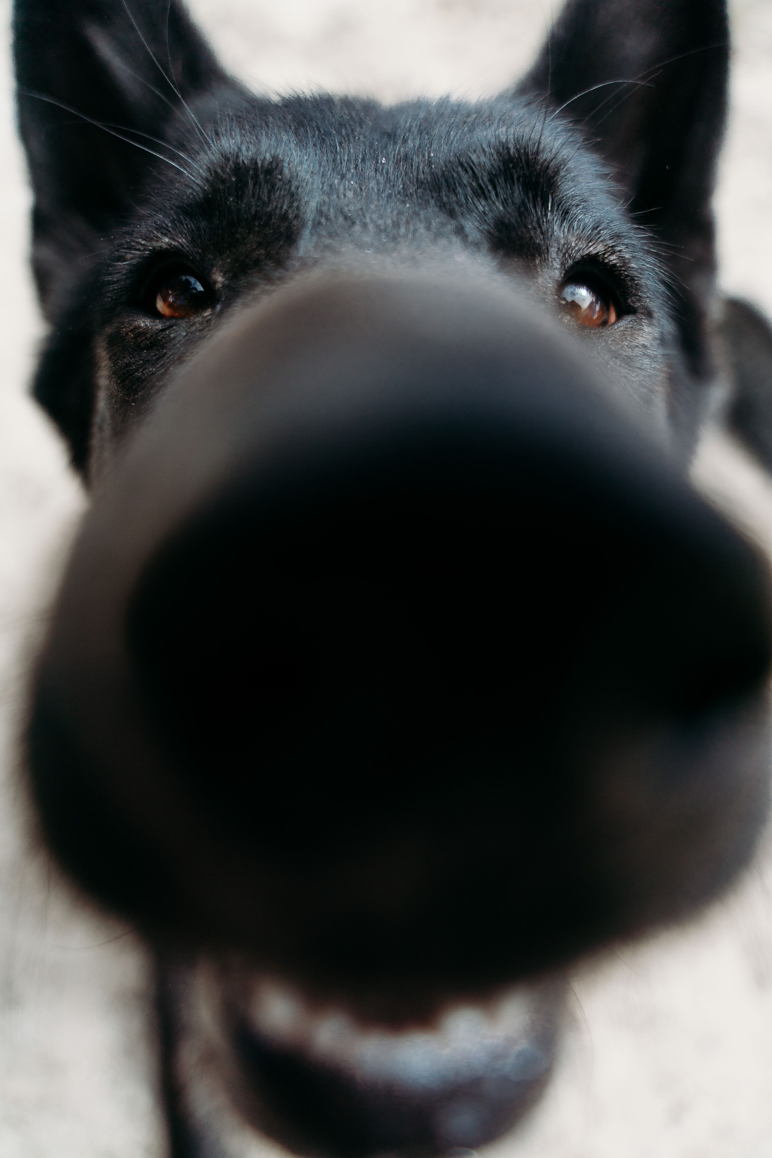 Close-up of a black dog's large blurry nose in the foreground with curious brown eyes and upright ears peering at the camera.
