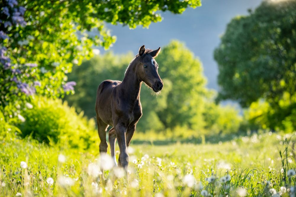 A young dark foal standing in a sunny meadow filled with wildflowers.