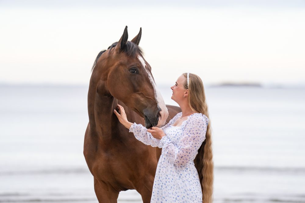 A beautiful brown horse interacting with someone on a misty beach.