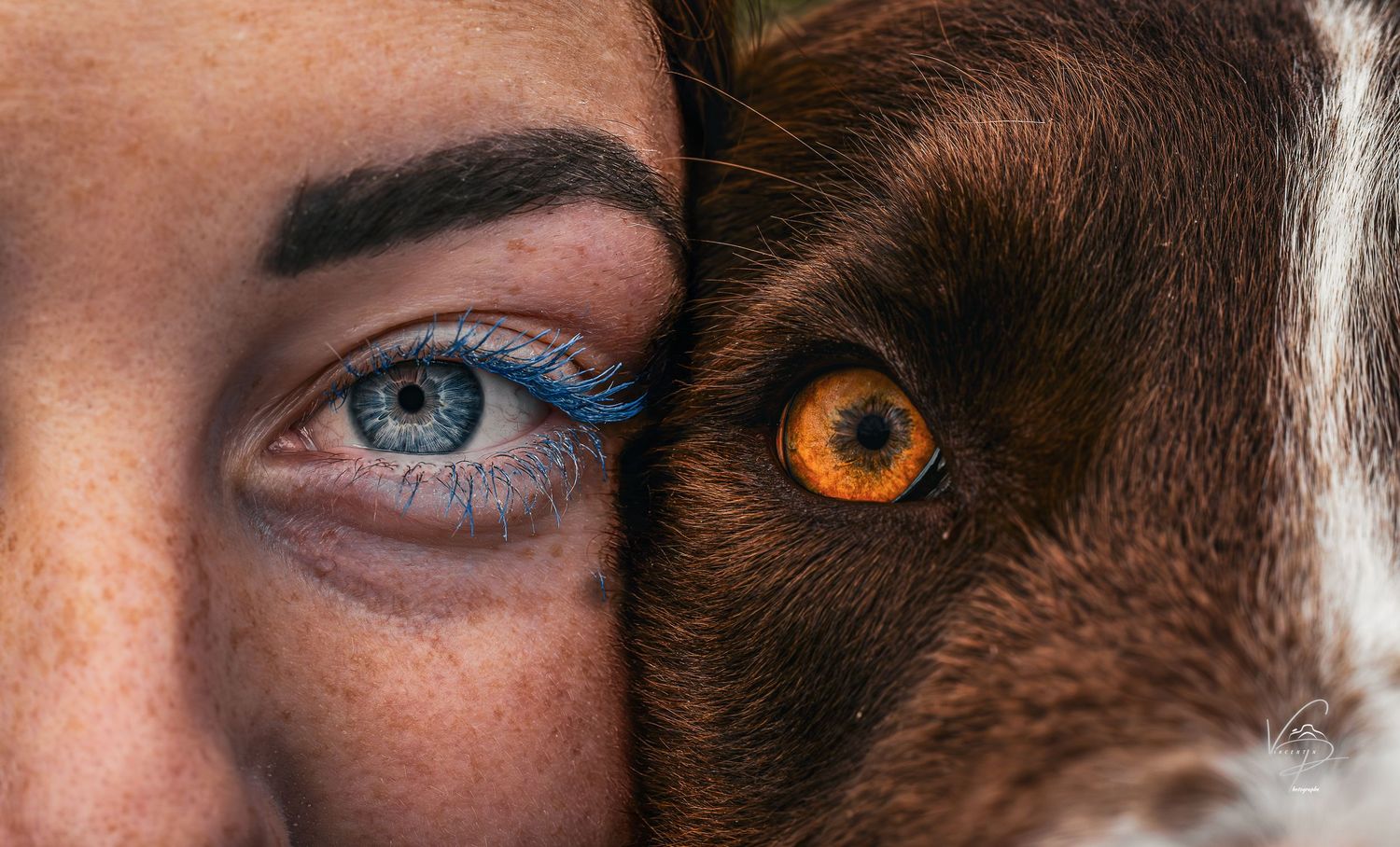 Close-up comparison of blue and amber colored eyes with dramatic lighting.