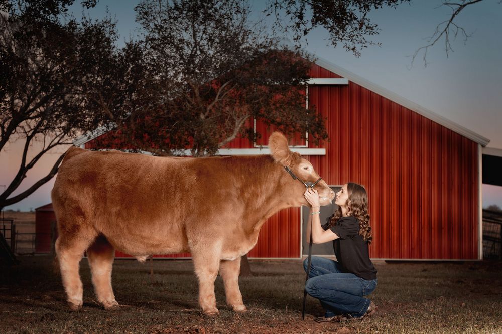 senior FFA girl kissing her cow in front of a red barn