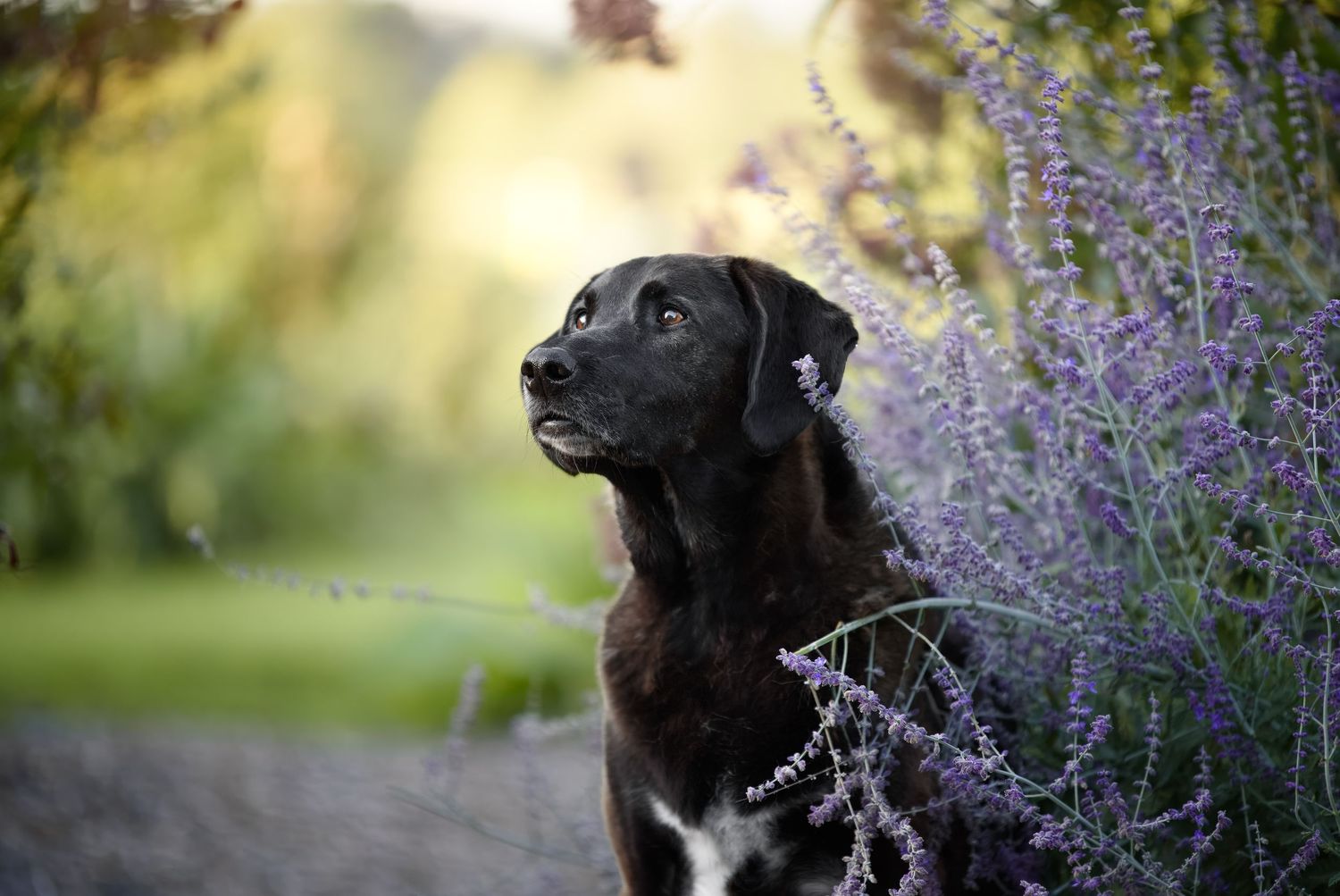 Dog Photography Whatcom County