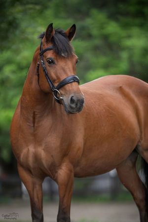 Lift Me UP! Equine Portrit Caitlan Photography