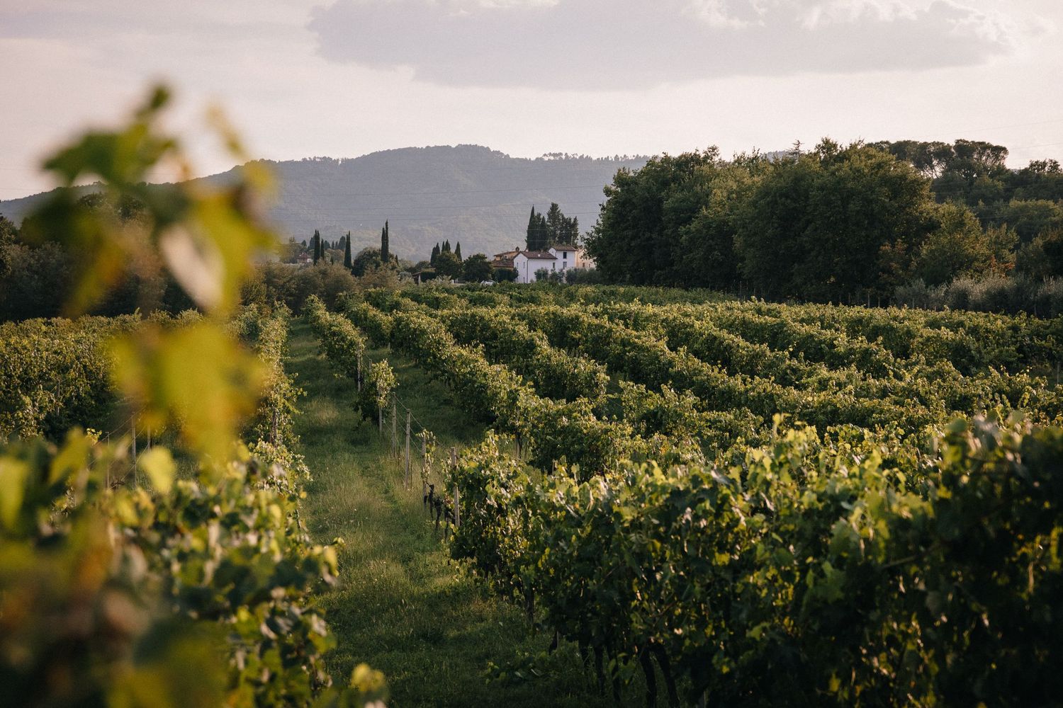 Scenic vineyard rows stretch across rolling hills with mountains and trees in the background at sunset in Tuscany, Italy.