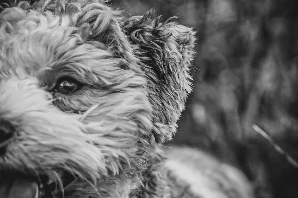 Close-up black and white portrait of a fluffy terrier dog with curly fur, captured in soft natural light.