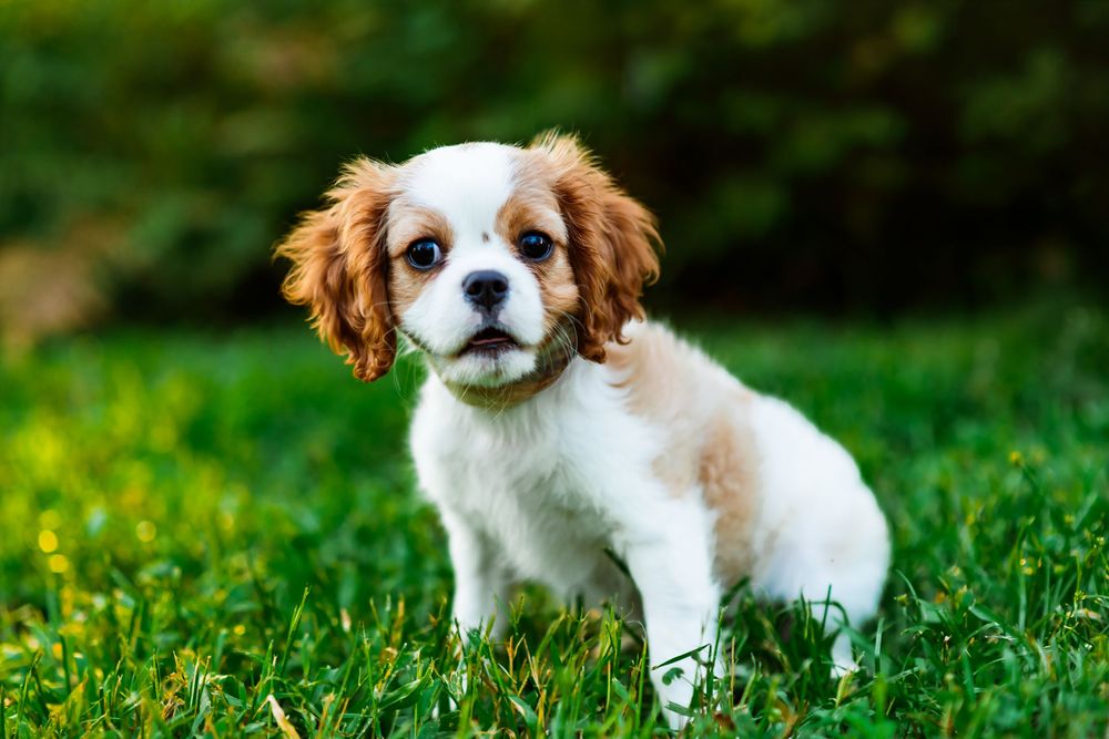 A cute Cavalier King Charles Spaniel puppy sitting on green grass outdoors.