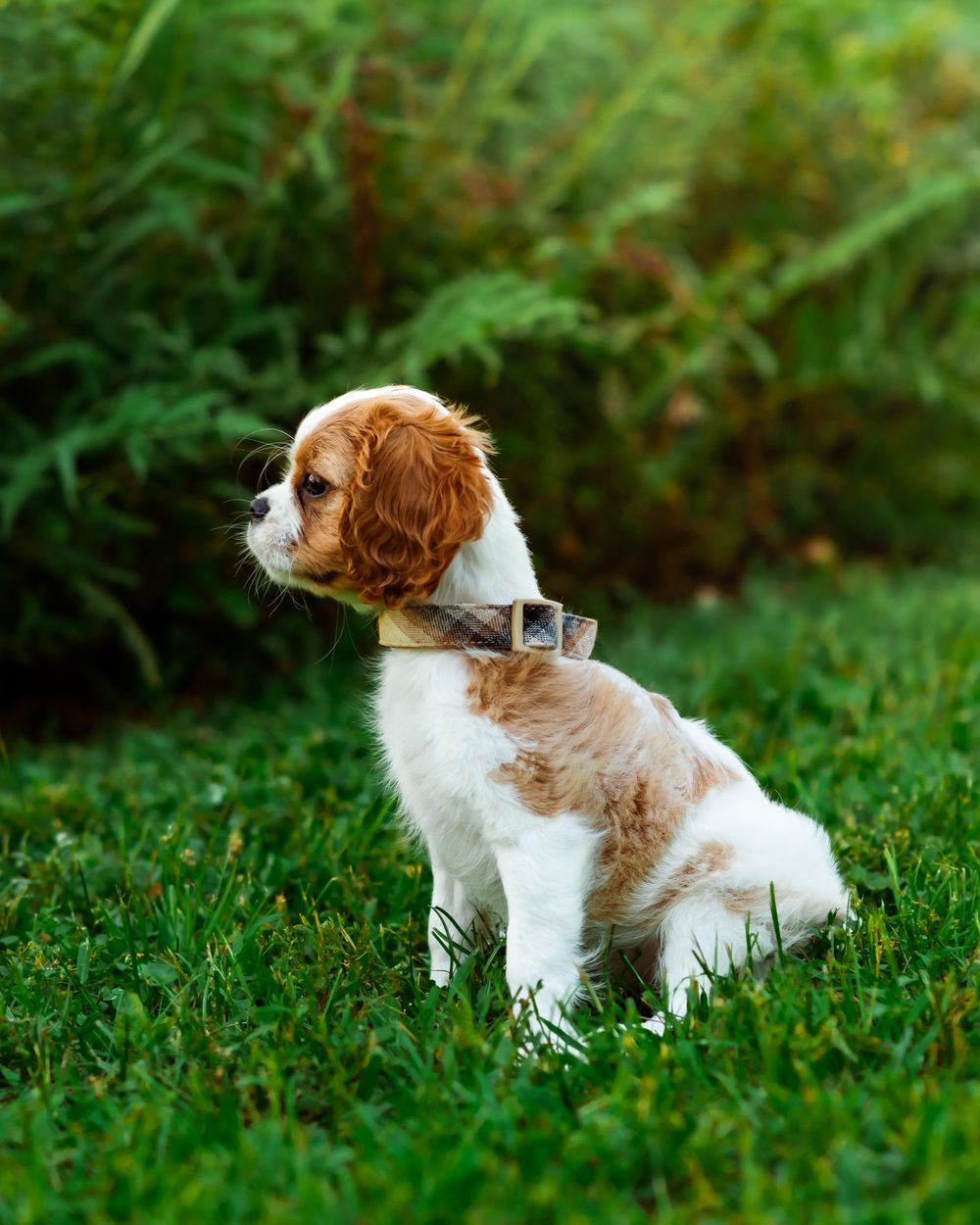 Adorable Cavalier King Charles Spaniel puppy sitting on green grass with lush foliage in the background.