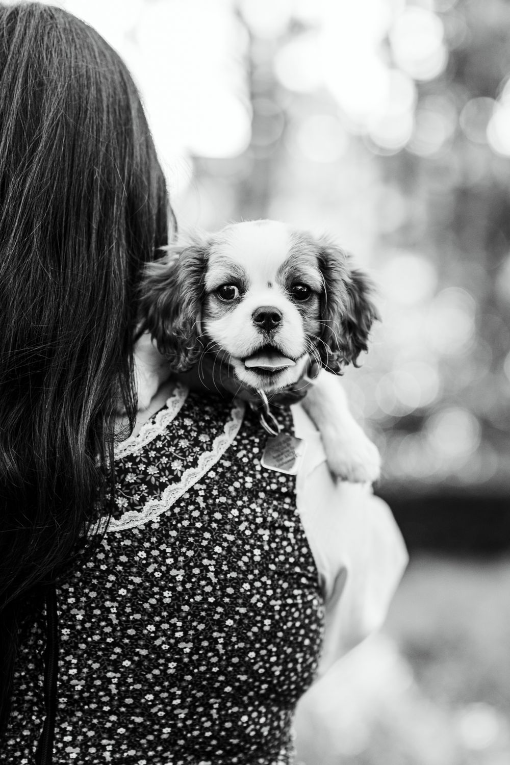 Black and white photo of a Cavalier King Charles Spaniel puppy being held over a woman's shoulder outdoors.