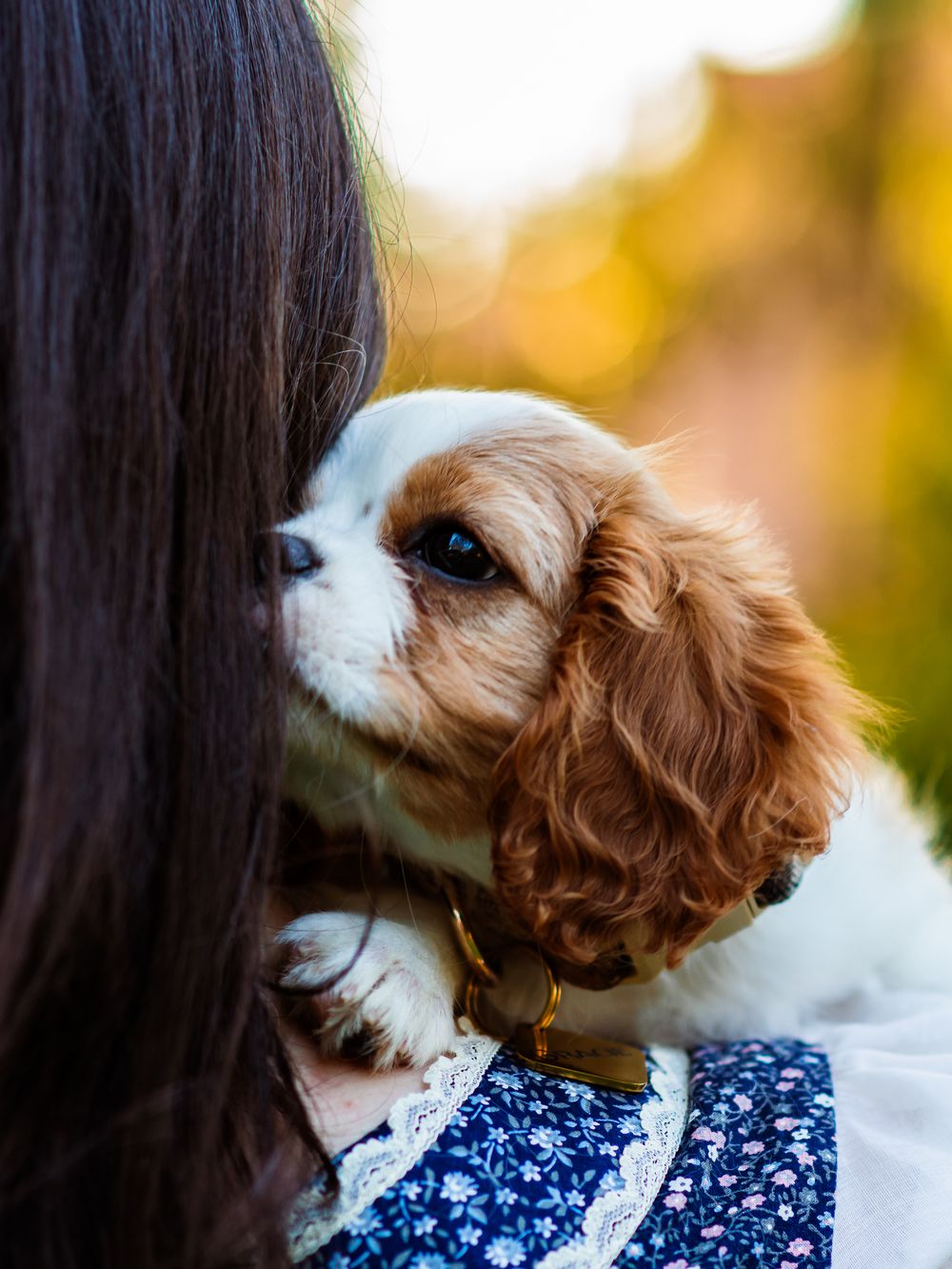 A Cavalier King Charles Spaniel puppy with brown and white fur rests on a young woman's shoulder outdoors.