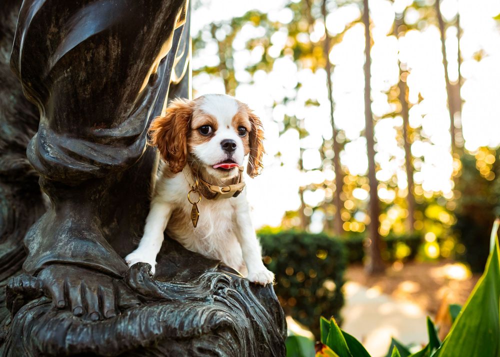 Cavalier King Charles Spaniel puppy perched on a bronze statue outdoors with sunlit trees in the background.