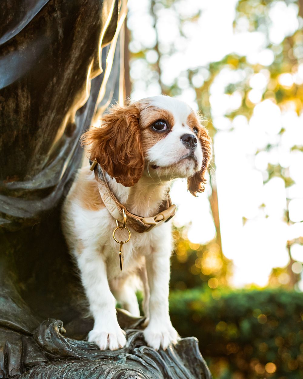 A Cavalier King Charles Spaniel with a gold collar poses on a bronze statue outdoors.