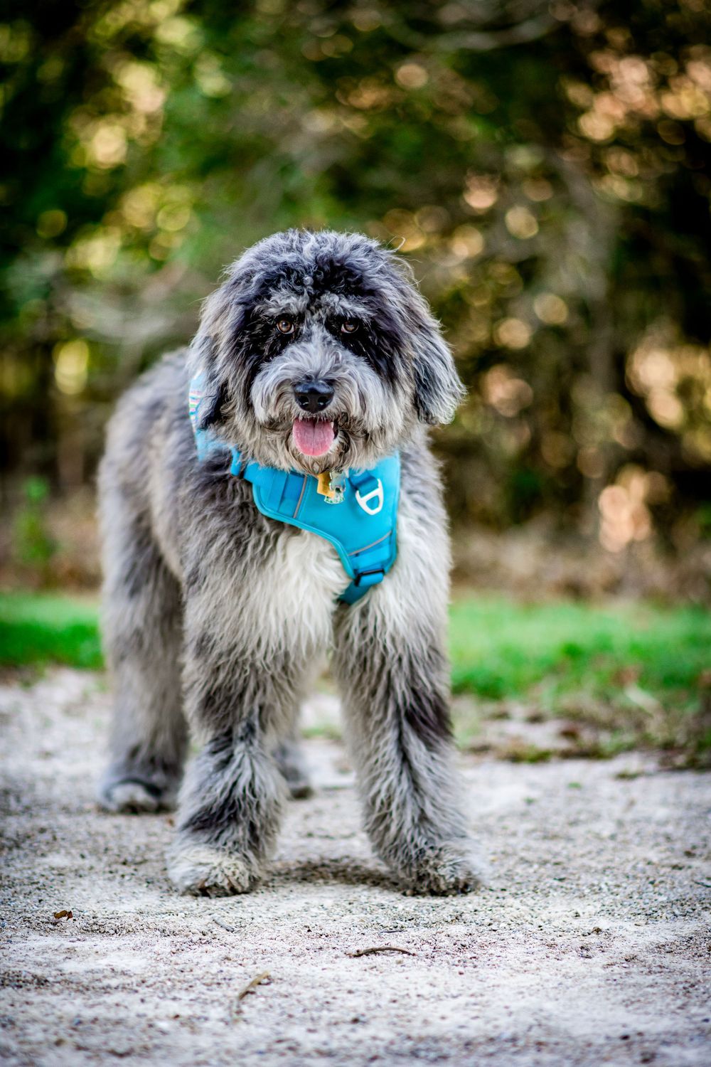 Large fluffy sheepdog wearing blue harness standing outdoors on dirt path.