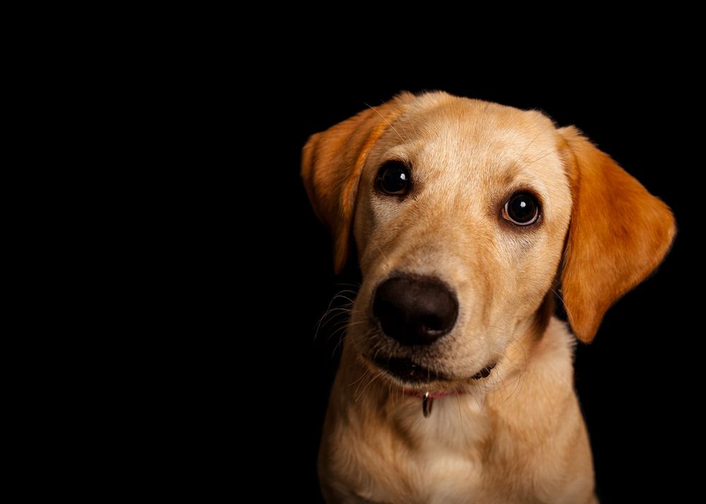 A golden Labrador Retriever with soulful brown eyes poses against a dramatic black background.