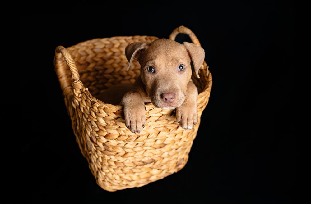 An adorable brown puppy sits in a woven basket against a black background.