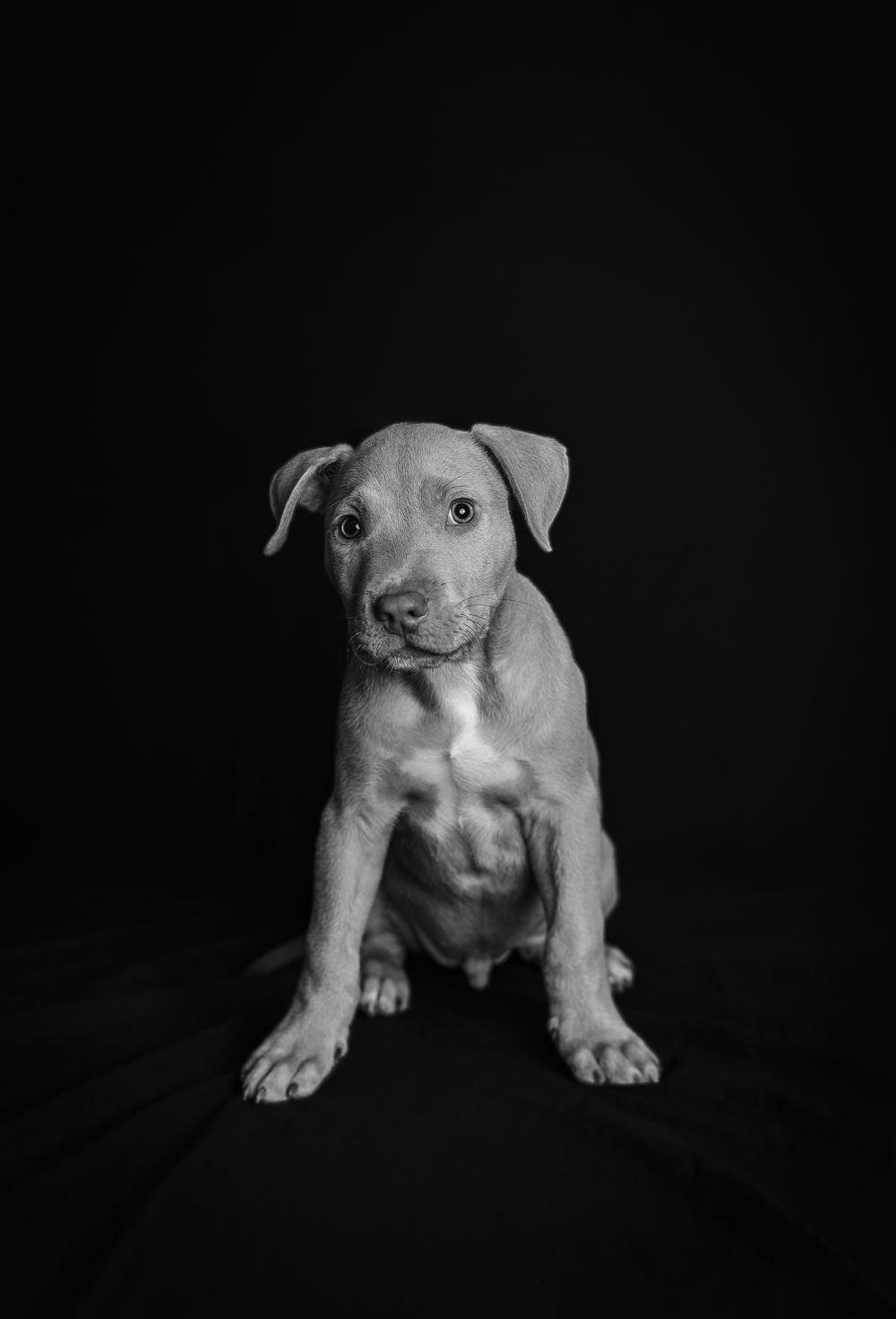 A young pit bull puppy sits alertly against a black background in a dramatic black and white portrait.