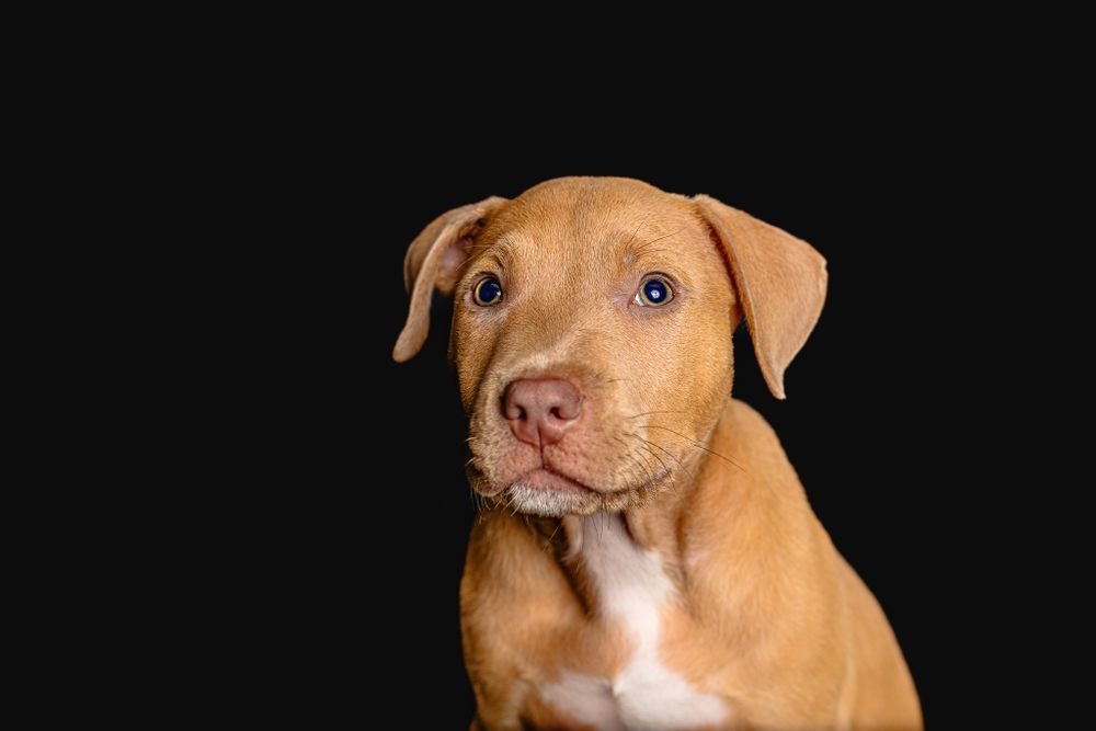 A tan pit bull puppy poses against a black background in a studio portrait.
