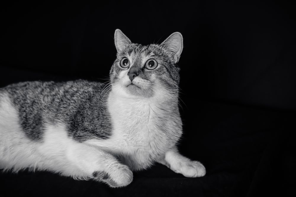 A grey and white cat lies regally against a black background in a studio portrait.