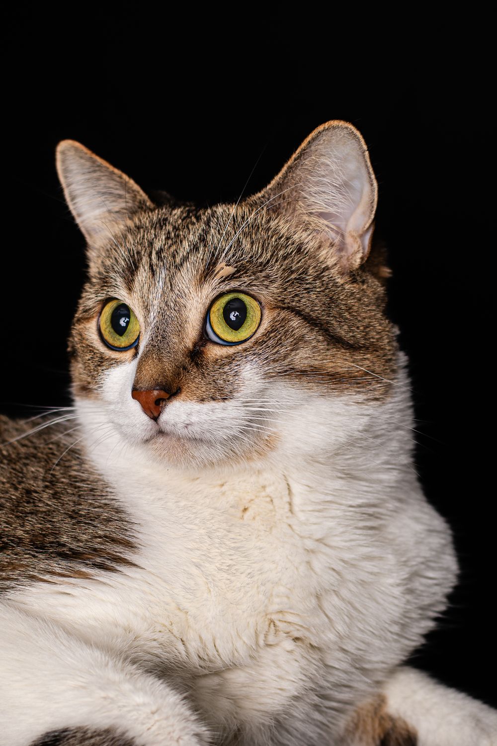 Close-up portrait of a tabby and white cat with bright yellow eyes against a black background.