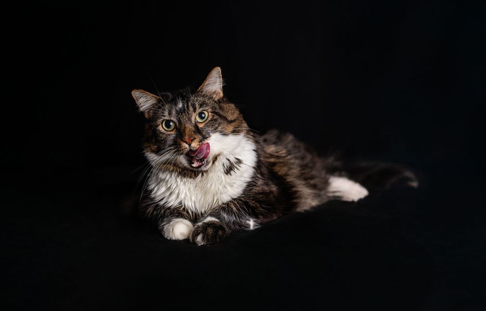 A grey and white cat with an open mouth lies on a black background in a studio portrait.