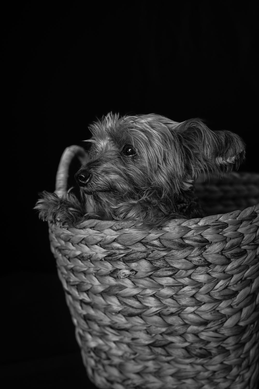 Small scruffy dog peeking out from woven basket in dramatic black and white portrait.