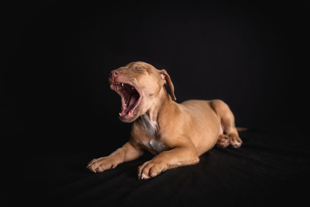 Tan dog yawning dramatically while lying on black background.