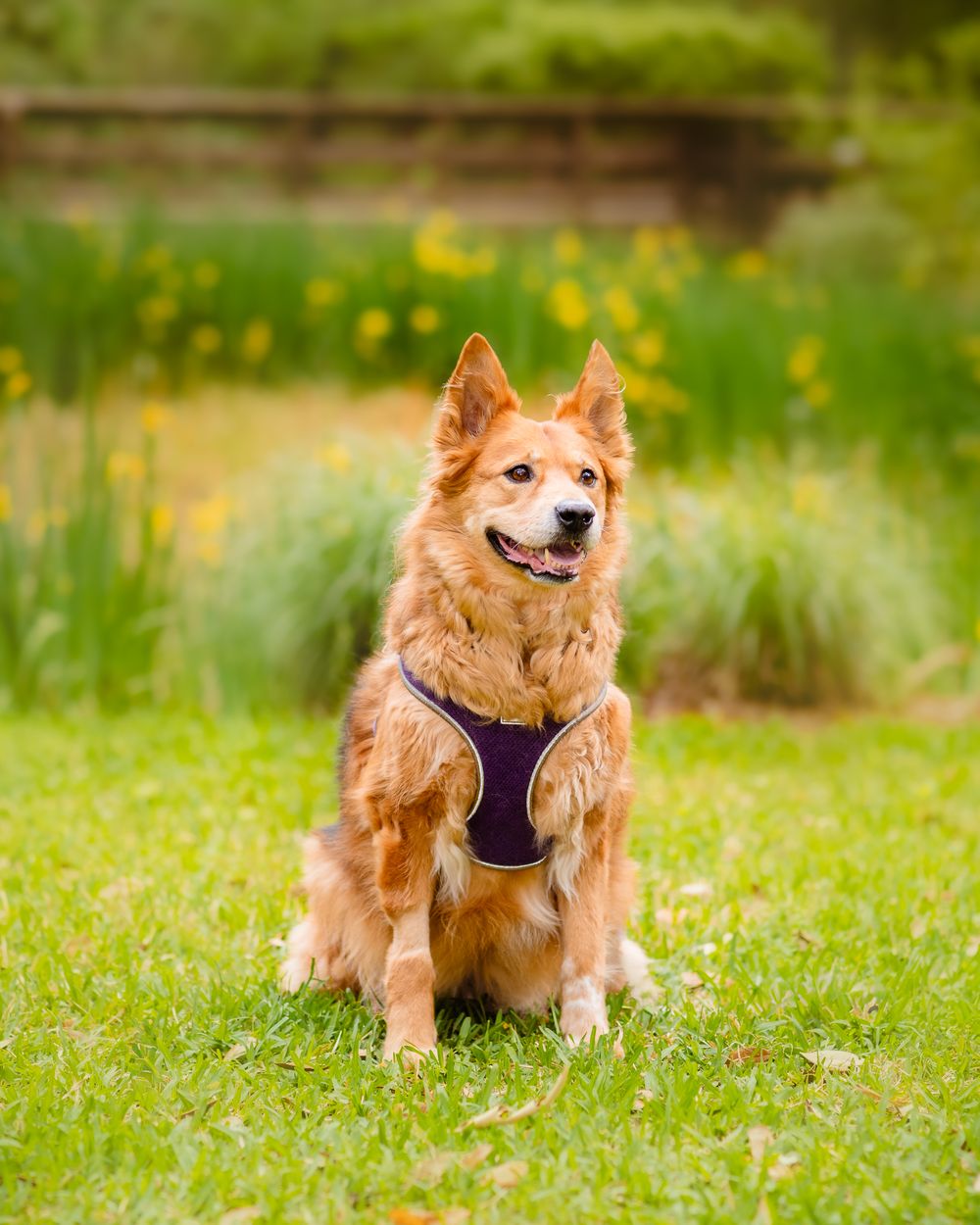 A fluffy golden-brown dog wearing a purple harness sits on green grass with yellow wildflowers in the background.