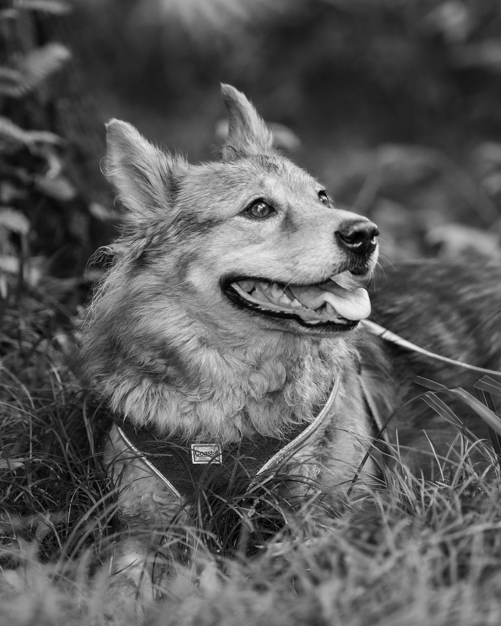 Black and white photo of a happy dog with tongue out lying in grass wearing a collar.