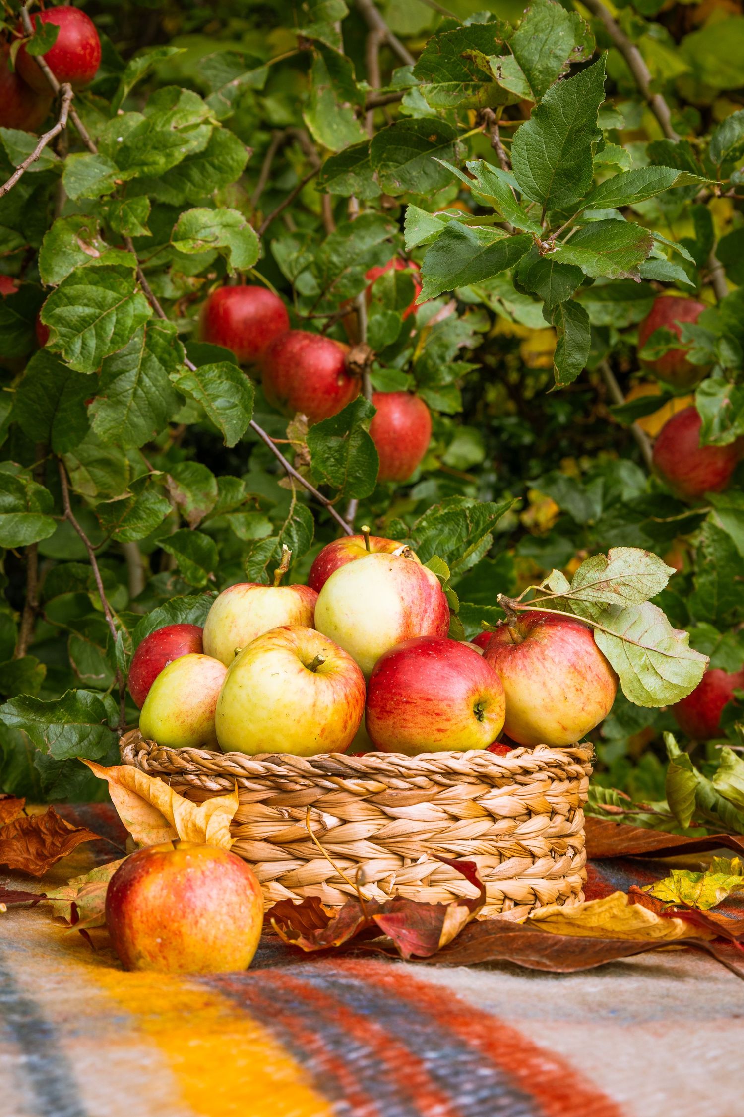 apple harvest outdoors in a basket on a picnic blanket